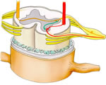 Nervous System