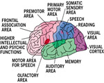 Nervous System