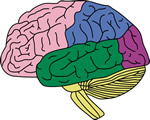 Nervous System