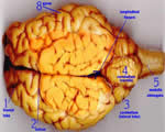 Nervous System