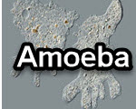 Amoeba title slide from the microscopy collection