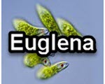 Euglena title slide from the microscopy collection