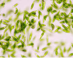 Euglena specimen photograph from the microscopy collection