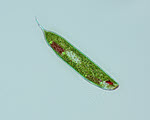 Euglena specimen photograph from the microscopy collection