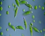 Euglena specimen photograph from the microscopy collection