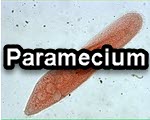 Paramecium title slide from the microscopy collection