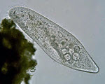 Paramecium specimen photograph from the microscopy collection