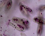 Paramecium specimen photograph from the microscopy collection