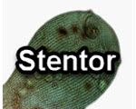 Stentor title slide from the microscopy collection