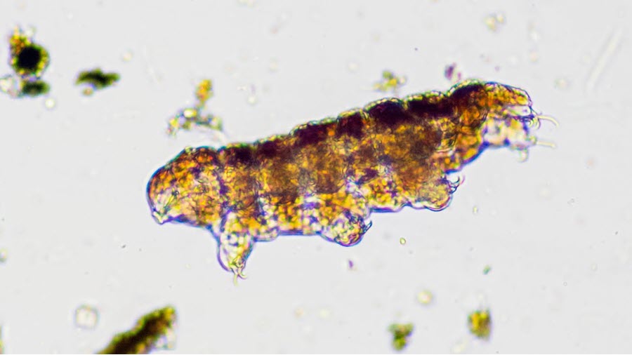 Water Bear title slide from the microscopy collection