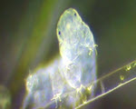 Water Bear specimen photograph from the microscopy collection