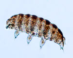 Water Bear specimen photograph from the microscopy collection