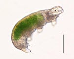 Water Bear specimen photograph from the microscopy collection