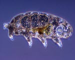 Water Bear specimen photograph from the microscopy collection