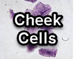 Cheek Cells title slide from the microscopy collection