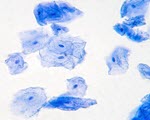 Cheek Cells specimen photograph from the microscopy collection