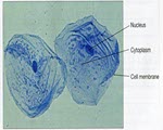 Cheek Cells specimen photograph from the microscopy collection