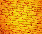 Onion Skin specimen photograph from the microscopy collection