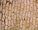 Onion Skin specimen photograph from the microscopy collection