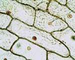 Onion Skin specimen photograph from the microscopy collection
