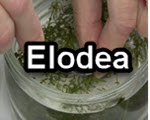 Elodea title slide from the microscopy collection