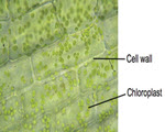 Elodea specimen photograph from the microscopy collection