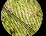 Elodea specimen photograph from the microscopy collection