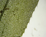Elodea specimen photograph from the microscopy collection
