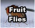 Fruit Flies title slide from the microscopy collection