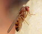 Fruit Flies specimen photograph from the microscopy collection