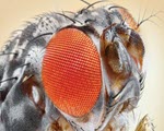 Fruit Flies specimen photograph from the microscopy collection