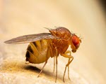 Fruit Flies specimen photograph from the microscopy collection