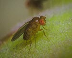 Fruit Flies specimen photograph from the microscopy collection