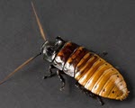 Hissing Cockroach specimen photograph from the microscopy collection