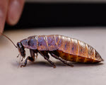 Hissing Cockroach specimen photograph from the microscopy collection