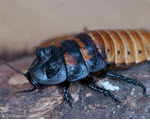 Hissing Cockroach specimen photograph from the microscopy collection