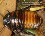 Hissing Cockroach specimen photograph from the microscopy collection