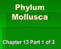 Phylum Mollusca