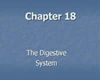 The Digestive System