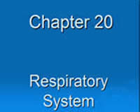 The Respiratory System